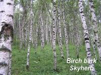 Birch bark Extract Betulin & Betulinic acid